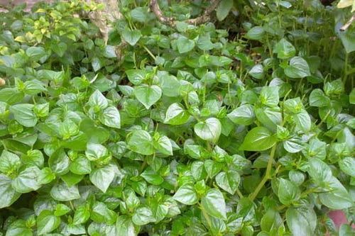 Loại cây mọc hoang dại này vừa ăn, vừa chữa bệnh được