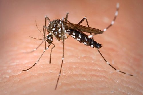 Bác sĩ trả lời: Vì sao bạn bị muỗi đốt nhiều hơn người khác?
