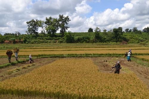 Cánh đồng lúa một giống năng suất đạt 6-7 tấn/ha