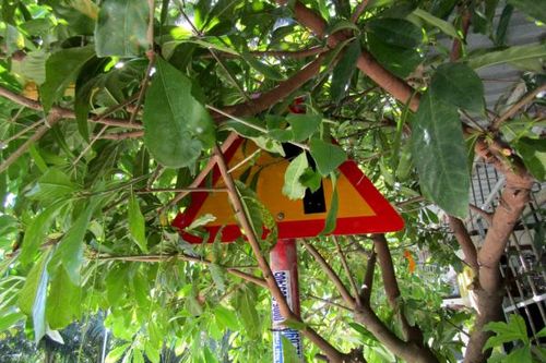 Biển báo giao thông bị cây xanh che khuất
