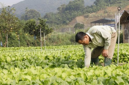 Tỉnh Lào Cai được định hướng phát triển 2 nhóm rau chủ lực