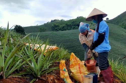 Giá phân bón giảm sâu: Nông dân phấn khởi, doanh nghiệp khó khăn