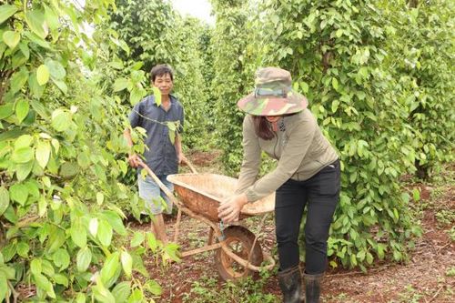 Trồng tiêu hữu cơ, hướng đi bền vững ở tỉnh Bình Phước