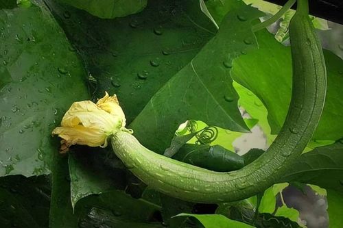 Mướp là 'vua các loại rau', nhưng đừng dại kết hợp với những thứ quen thuộc này