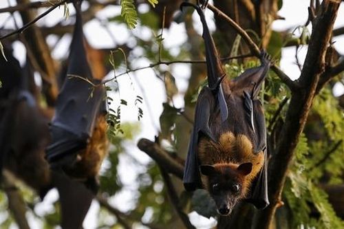 Nipah và mối họa từ động vật hoang dã