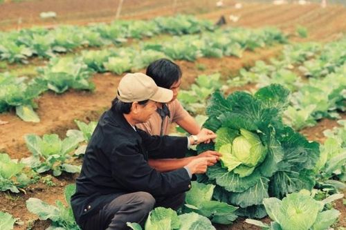 Lào Cai: Xây dựng 62 chuỗi nông sản an toàn cung ứng 13.000 tấn sản phẩm/năm cho Hà Nội