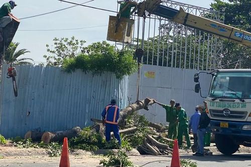 Phương án xử lý cây xanh bị đốn làm đường kết nối sân bay Tân Sơn Nhất