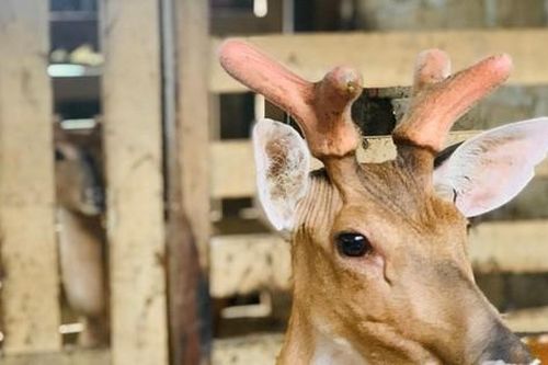 Nuôi hươu lấy 'thần dược', huyện miền núi thu về mỗi năm hàng trăm tỷ đồng
