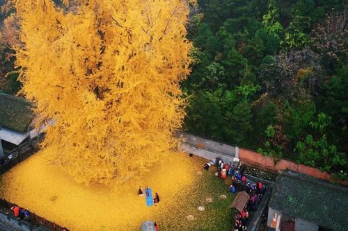 2 cây bạch quả nổi tiếng Trung Quốc chuyển màu vàng rực, đẹp như cảnh siêu thực