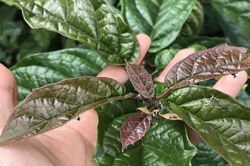 Loại cây là 'vũ khí chống ung thư', ở Việt Nam trồng bạt ngàn