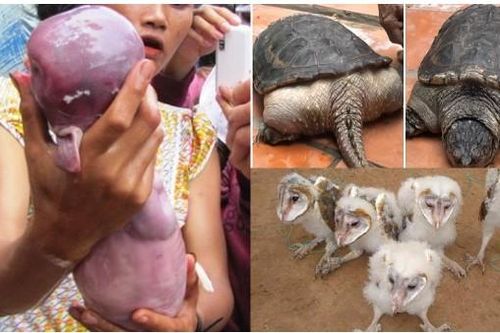 Việt Nam từng xuất hiện loạt 'dị thú' độc nhất vô nhị khiến thế giới sởn da gà: Số 1 nhìn là ám ảnh