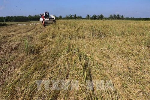 Giá lúa Thu Đông tại Đồng Tháp tăng mạnh
