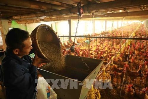 Bắc Ninh kiểm soát tốt dịch bệnh, đảm bảo nguồn cung thực phẩm