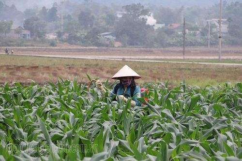 Tập trung sản xuất vụ đông