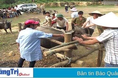 Tỉ lệ tiêm phòng vắc xin cho đàn trâu bò vụ thu chưa đảm bảo yêu cầu bảo hộ dịch bệnh