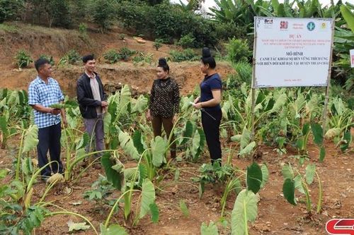 Nậm Lầu phát triển các sản phẩm nông sản