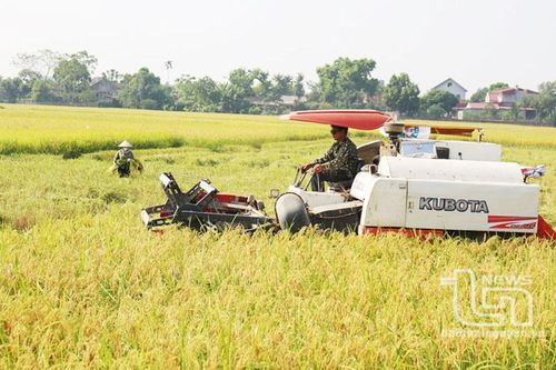 Nâng cao hiệu quả kinh tế nhờ chuyển đổi cơ cấu giống
