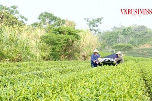 Nông nghiệp 'lên đời' cùng nông thôn mới ở Yên Sơn