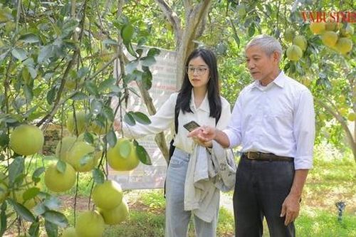 Trồng bưởi hữu cơ, HTX thu 'vàng' trên vùng đất Chương Mỹ