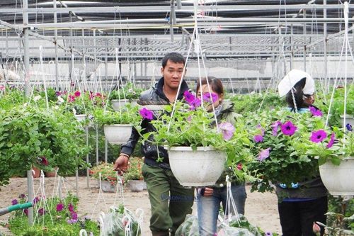 Nông nghiệp, nông thôn Hưng Yên khởi sắc