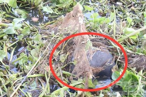 Ra sông Sài Gòn câu cá, hoảng hồn phát hiện xác cô gái trong đám lục bình