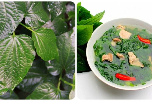 Tác dụng của cây lá lốt ít người biết