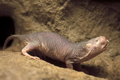 Giải mã bí ẩn về chuột chũi Đông Phi có thể sống sót gần 20 phút mà không cần oxy