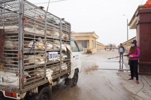 Hà Nội yêu cầu hạn chế đến mức thấp nhất các loại dịch bệnh mùa Đông Xuân