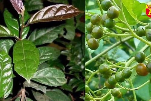 'Vũ khí chống ung thư' ở Việt Nam trồng bạt ngàn