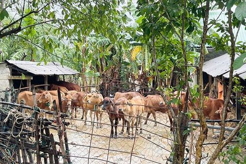 Khắc phục hậu quả lũ ở huyện Cam Lộ, tỉnh Quảng Trị