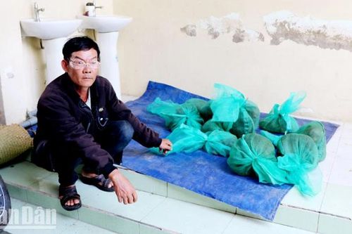Kiên Giang: Bắt đối tượng vận chuyển 10 con khỉ đuôi dài quý hiếm