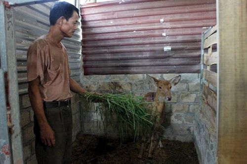 Mô hình nuôi hươu sao giúp nông dân thoát nghèo, vươn lên làm giàu