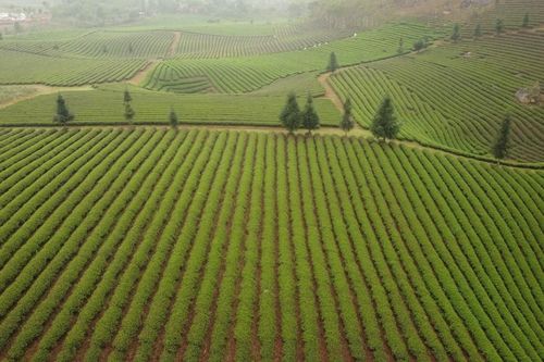 Người dân huyện Thuận Châu có thu nhập cao nhờ trồng chè