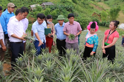 Thuận Châu phát triển nông nghiệp hữu cơ theo hướng bền vững