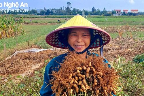 Nông dân Diễn Châu được mùa lạc đông