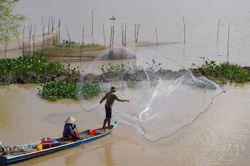 Mùa cá ra sông ở Đồng Tháp, người dân thêm thu nhập