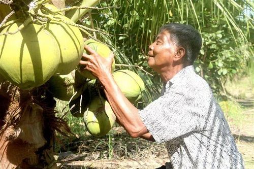 Dừa sáp đặc sản Cầu Kè - nguồn thu nhập chính cho nhiều hộ Khmer ở Trà Vinh