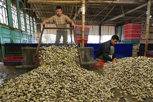 Để ngao Việt Nam chinh phục gần 60 thị trường trên thế giới
