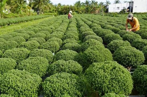 Bến Tre: Nông dân lo lắng thị trường vụ hoa Tết 2024 không khả quan