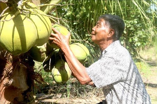 Giữ gìn giống dừa sáp đặc sản Cầu Kè