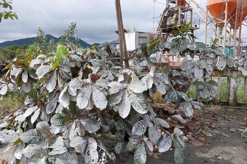 Không có cơ sở xử lý vi phạm trạm trộn bê tông khói bụi trắng