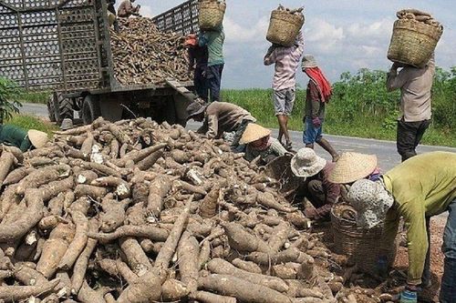 Sắn và sản phẩm sắn là 1 trong 9 mặt hàng nông sản cán đích xuất khẩu tỷ USD