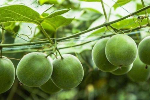 Loại quả rẻ tiền nhưng được mệnh danh là 'quả trường thọ', nhiều người không biết mà mua