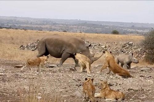 CLIP: Tê giác mẹ một mình đánh đuổi cả bầy sư tử để bảo vệ con