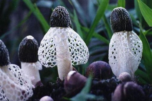 Việt Nam có loại nấm quý chỉ tồn tại 10 tiếng đồng hồ mà Trung Quốc săn lùng: Giá tiền triệu một cân!