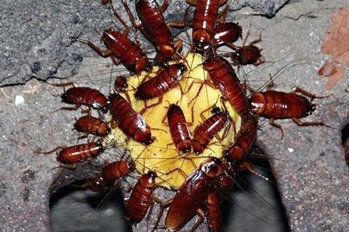 Chỉ cần 1 chiếc lòng đỏ trứng gà, loài gián đáng ghét sẽ 'chạy mất dép' khỏi nhà bạn