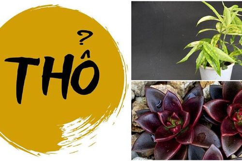 5 loại cây đại phúc 'mở cửa' tài lộc cho người mệnh Thổ