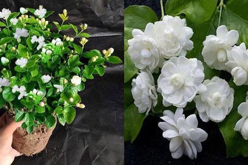Loài hoa được coi là 'ngọc trắng' ở nước ngoài nhưng lại không hề quý hiếm tại Việt Nam