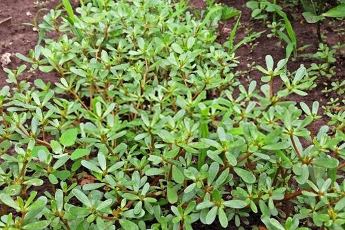 Loài rau dại và những bí mật chưa tiết lộ