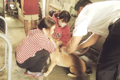 Định Quán đã phủ vaccine phòng dại cho chó, mèo tại các xã có dịch